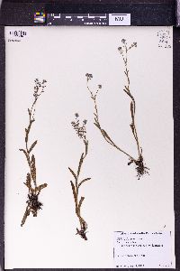 Myosotis micrantha image