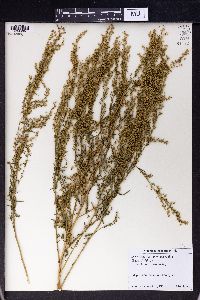 Artemisia procera image