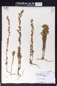 Artemisia austriaca image