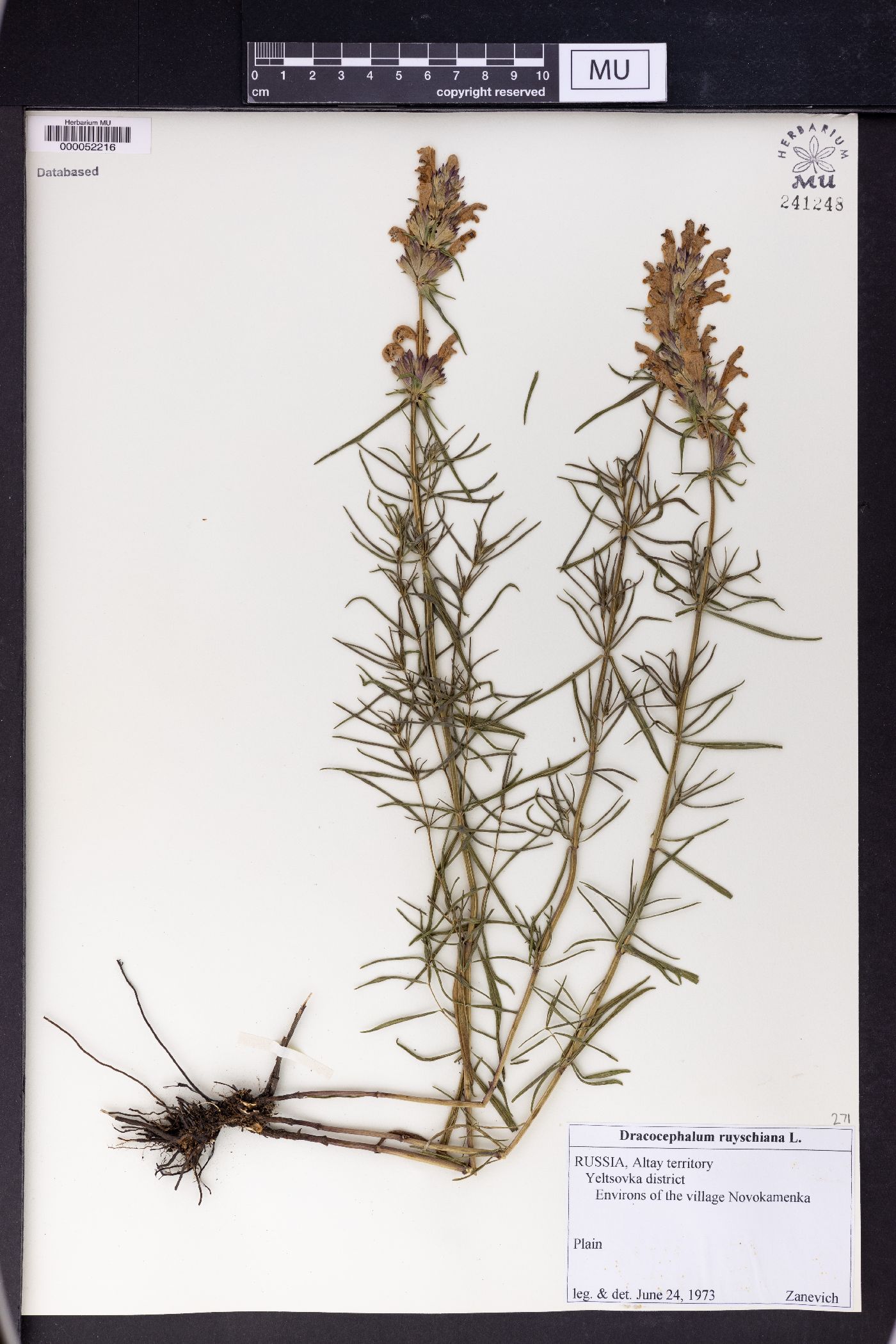 Dracocephalum ruyschiana image