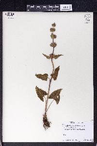 Phlomis tuberosa image