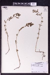 Galium verum image