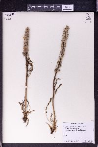 Pedicularis comosa image