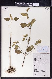 Elsholtzia ciliata image