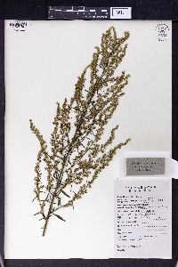 Artemisia argyi image