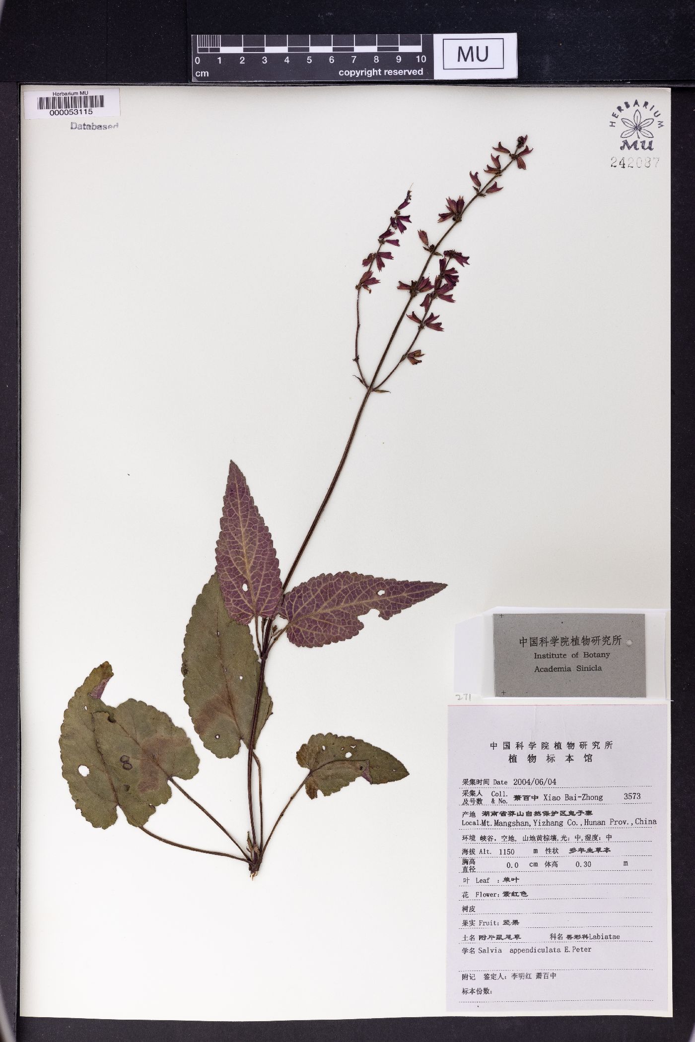 Salvia appendiculata image