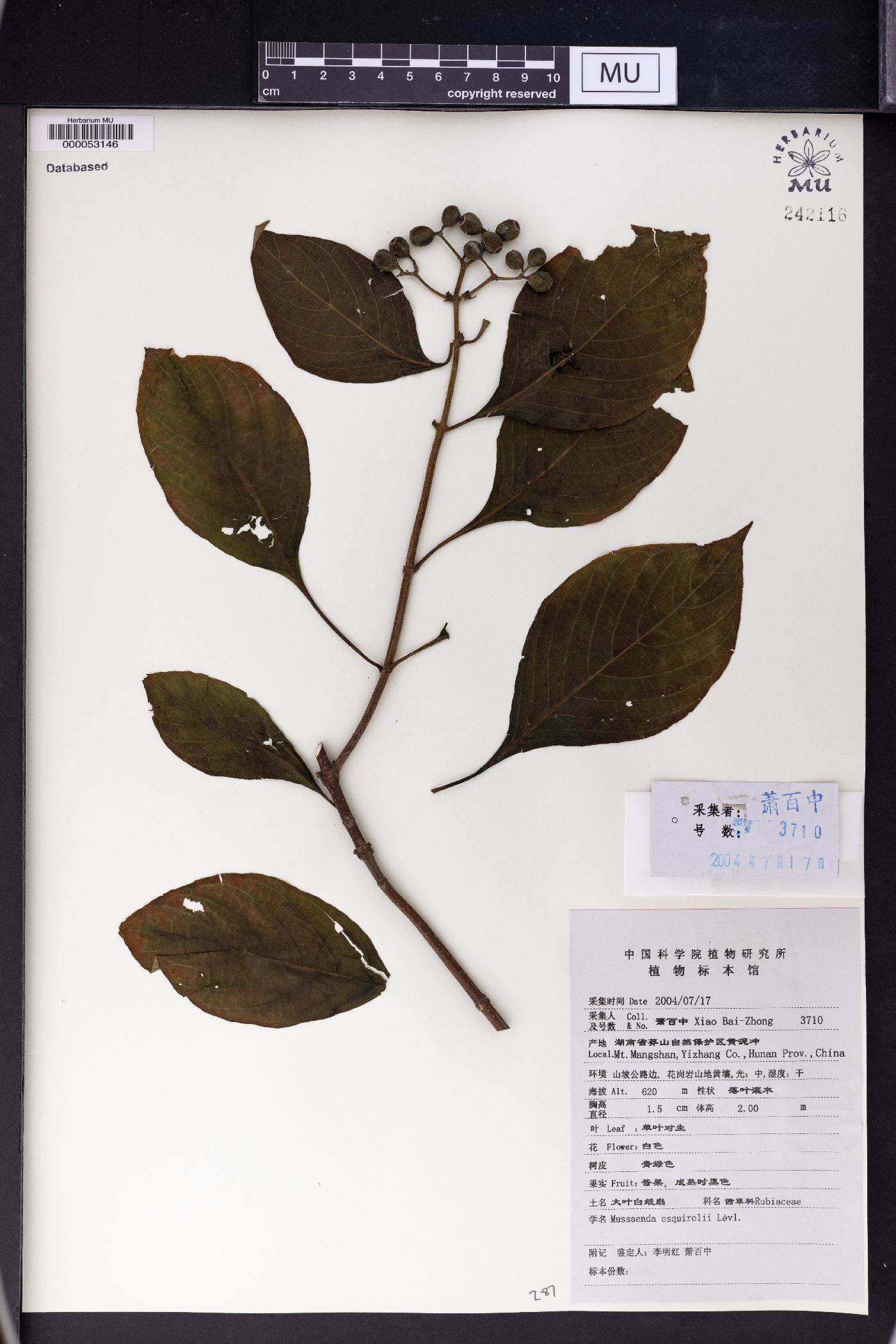 Mussaenda shikokiana image