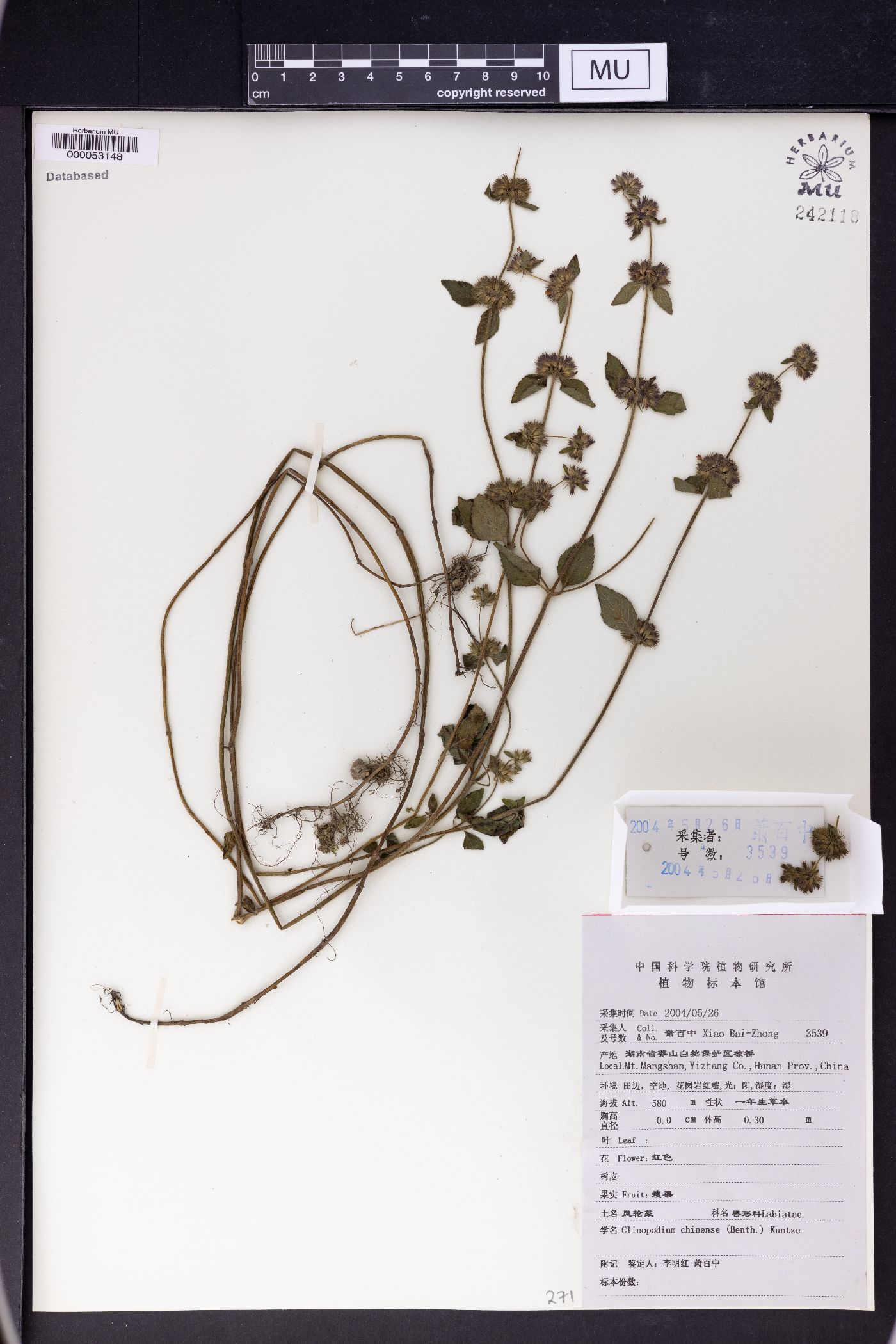 Clinopodium chinense image