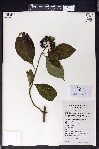 Mussaenda shikokiana image