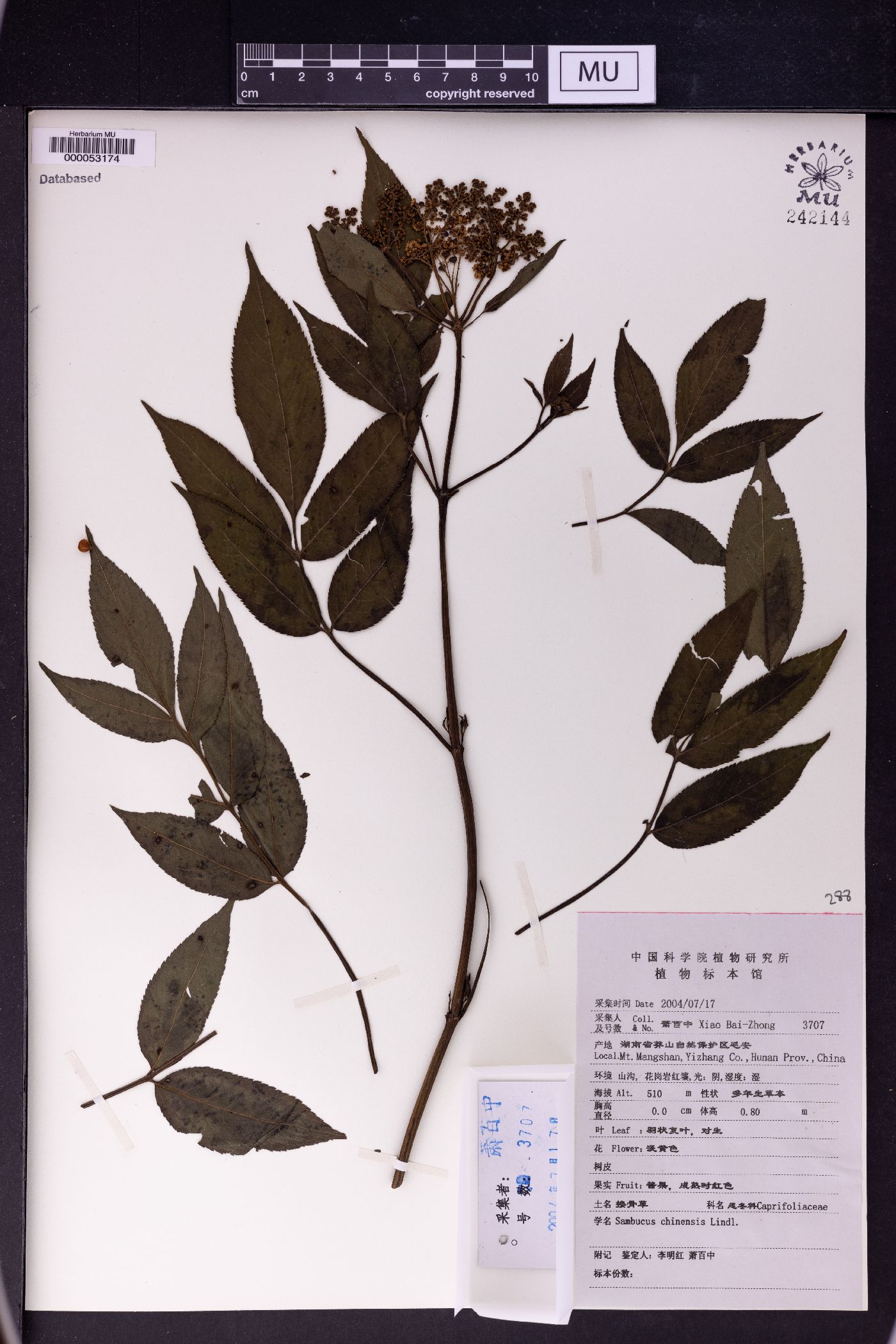Sambucus javanica image