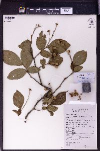 Styrax dasyanthus image