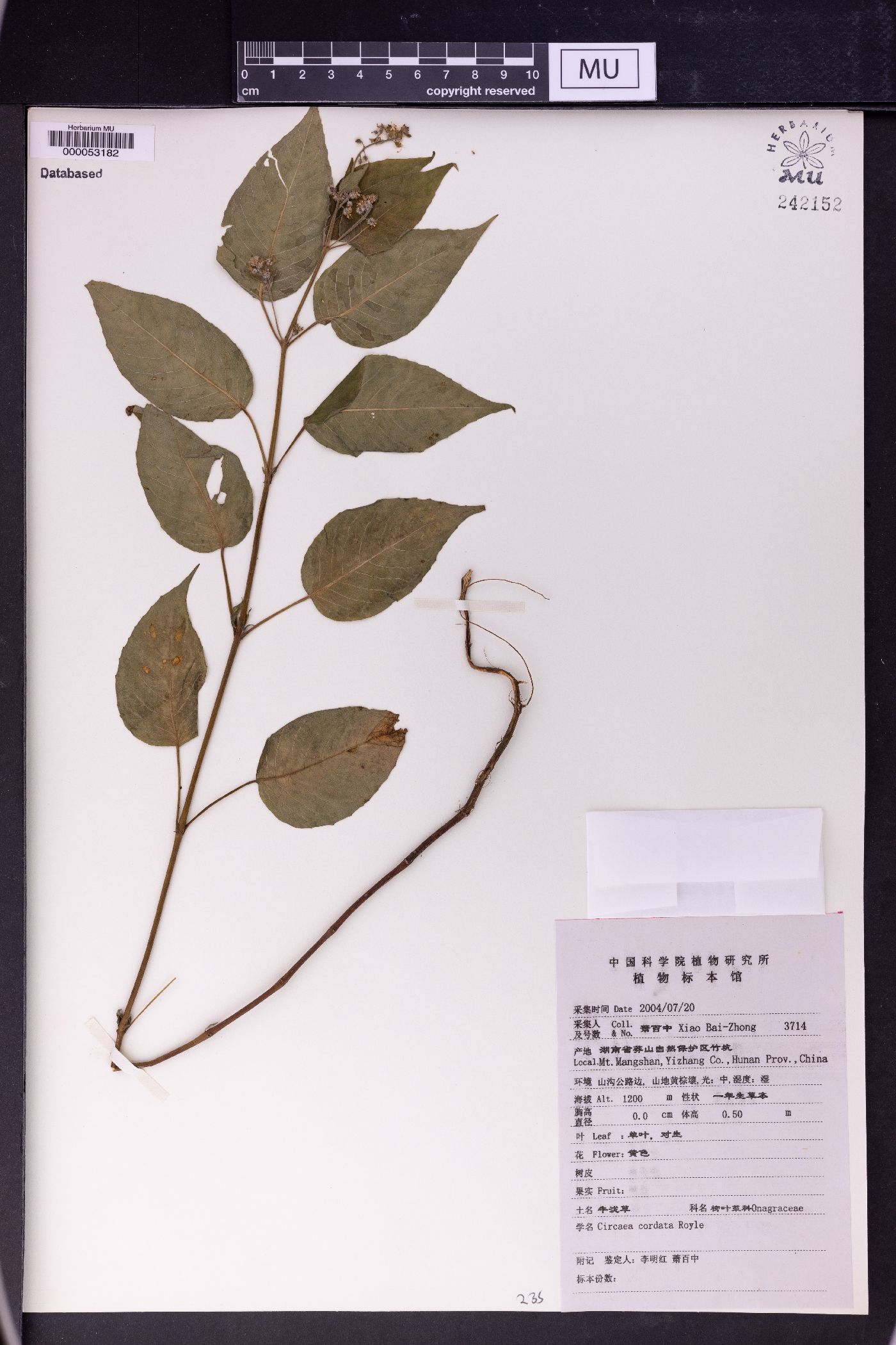 Circaea cordata image