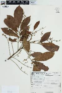 Tapirira guianensis image