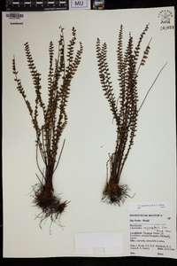 Cheilanthes micropteris image