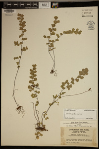 Adiantum capillus-veneris image