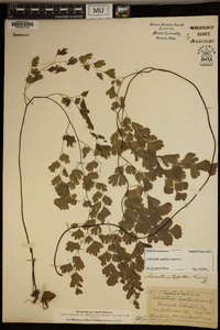 Adiantum capillus-veneris image