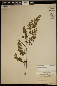 Adiantum capillus-veneris image