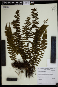 Asplenium argentinum image