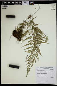 Athyrium scandicinum image