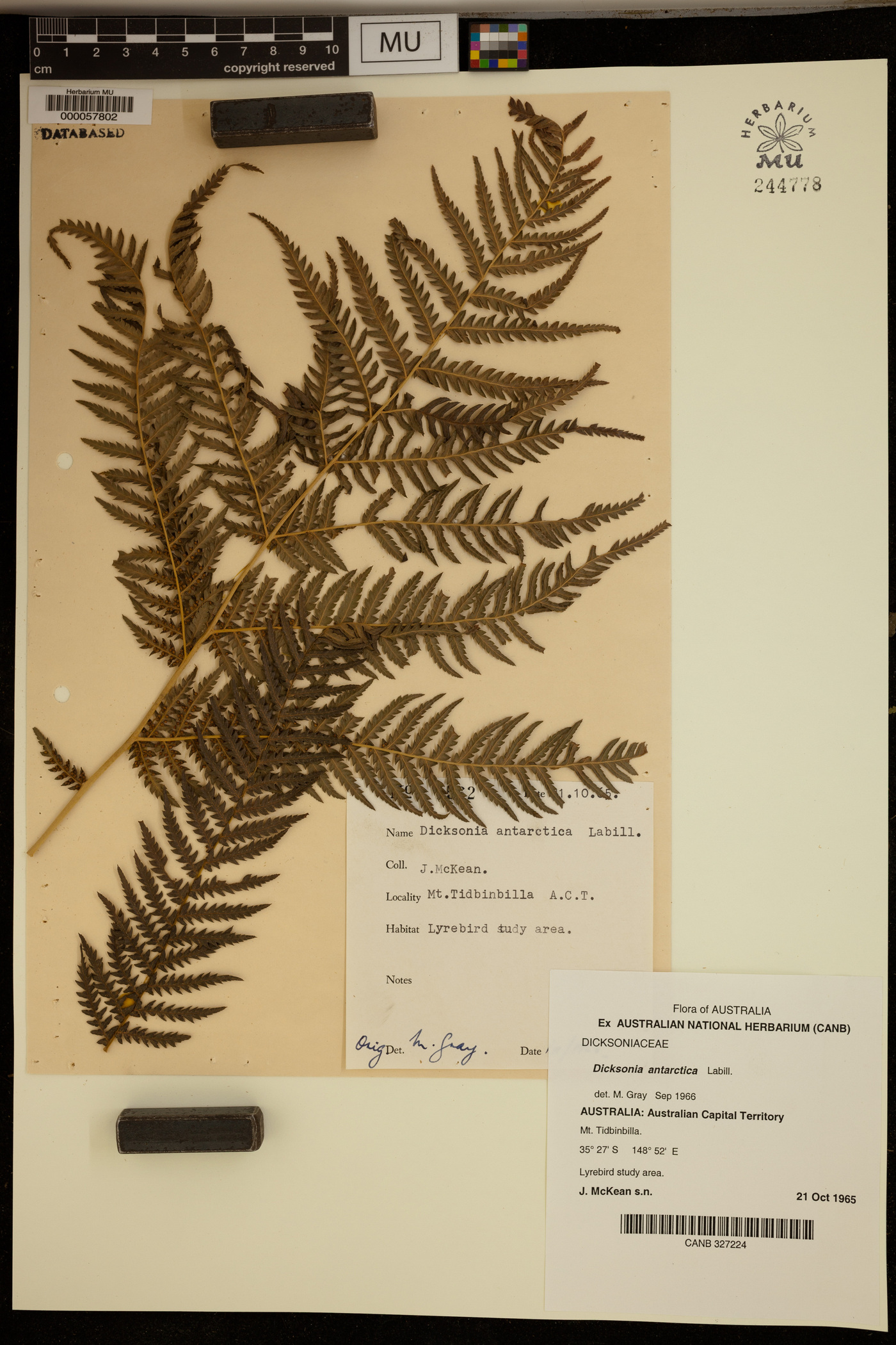 Dicksonia antarctica image