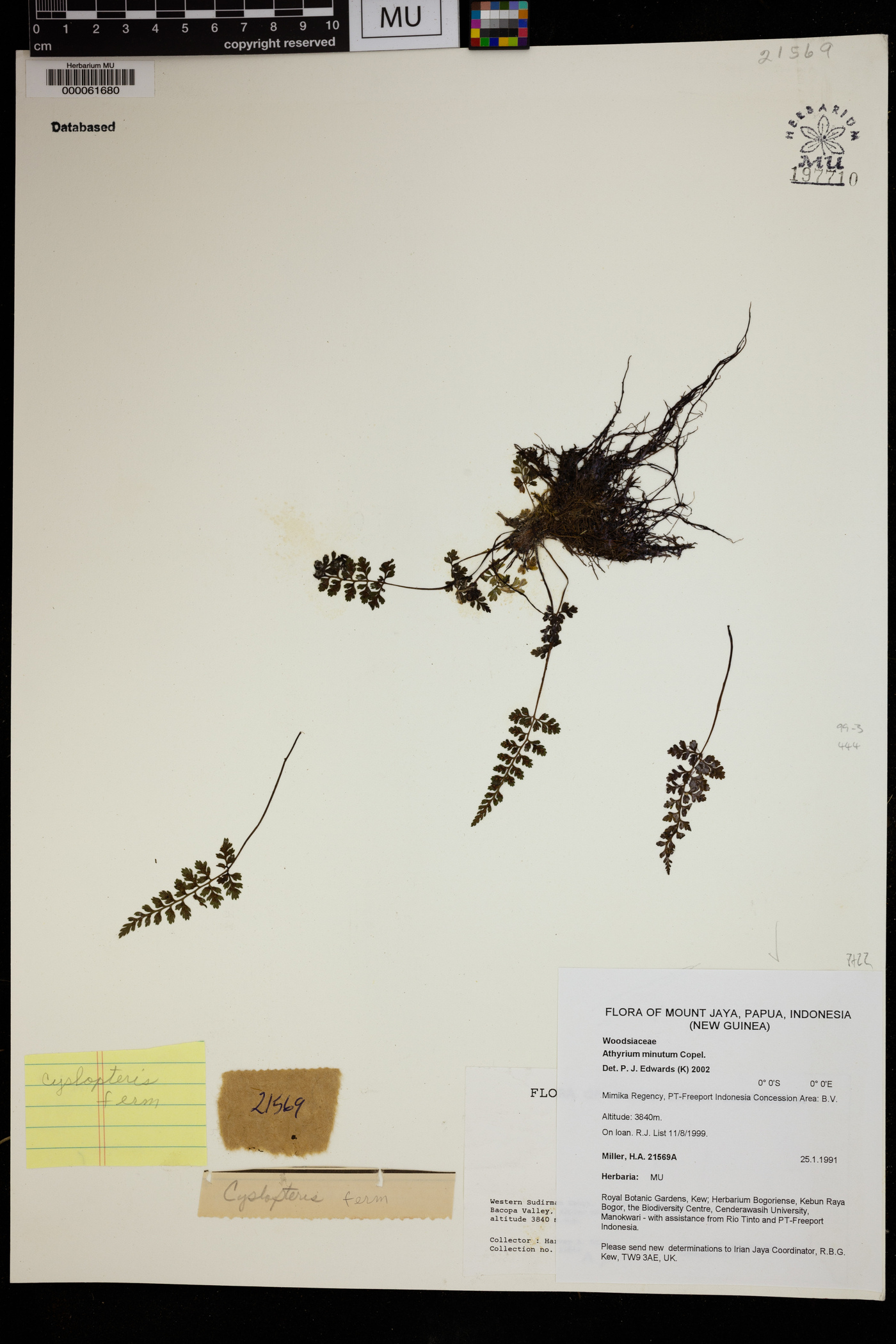 Athyrium minutum image