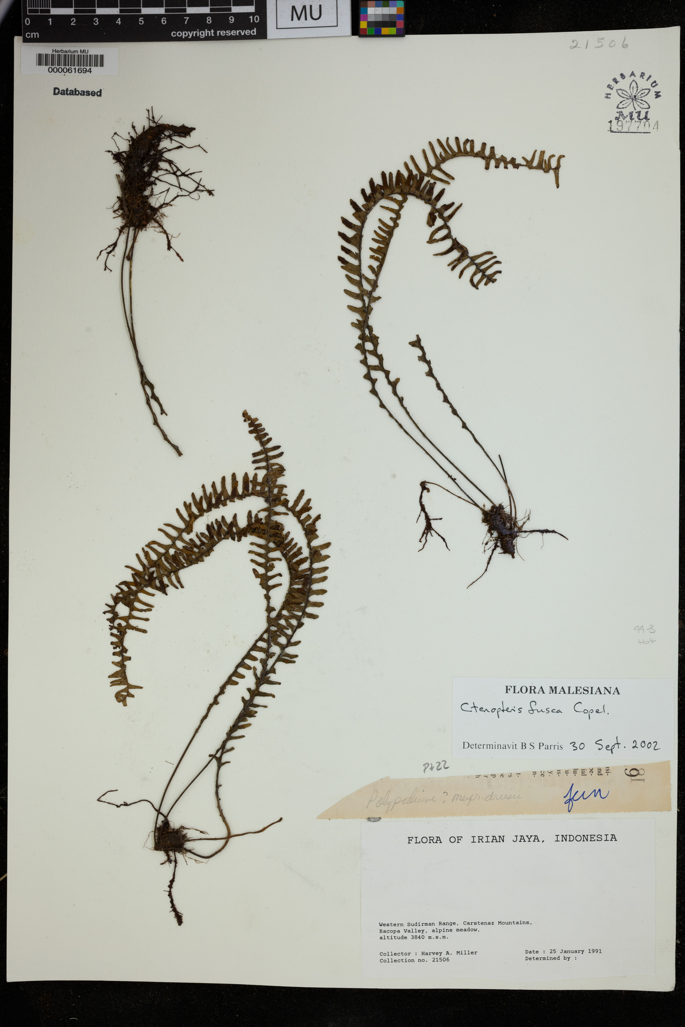 Prosaptia fusca image