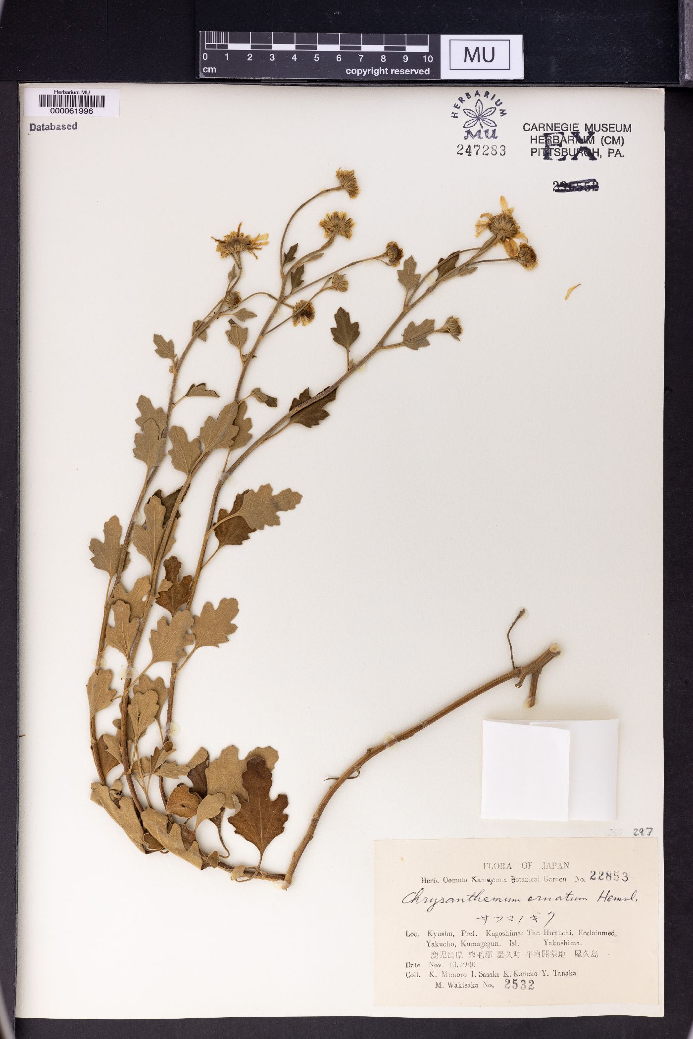 Chrysanthemum ornatum image