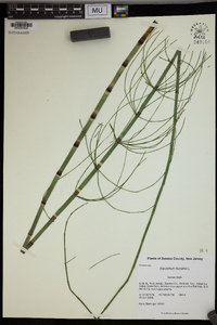 Equisetum fluviatile image