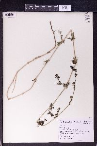 Galium rivale image