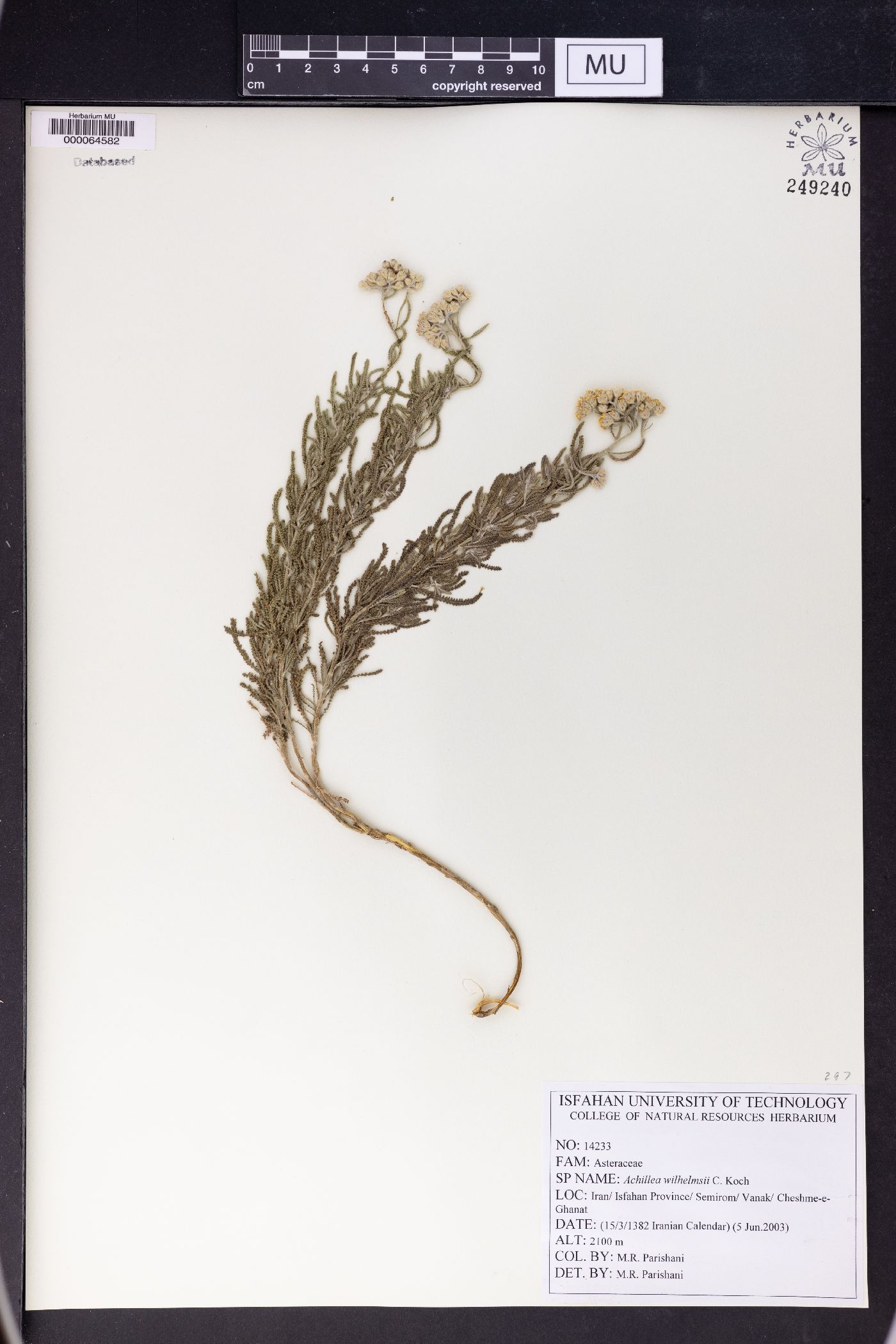 Achillea wilhelmsii image