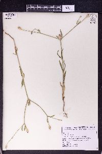 Cephalaria syriaca image