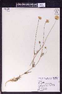 Lomelosia calocephala image