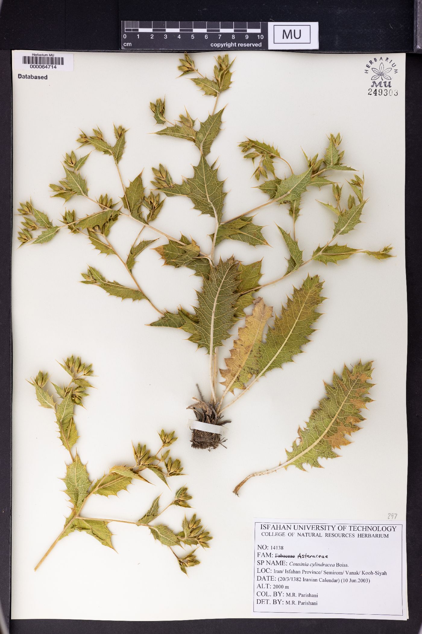 Cousinia cylindracea image