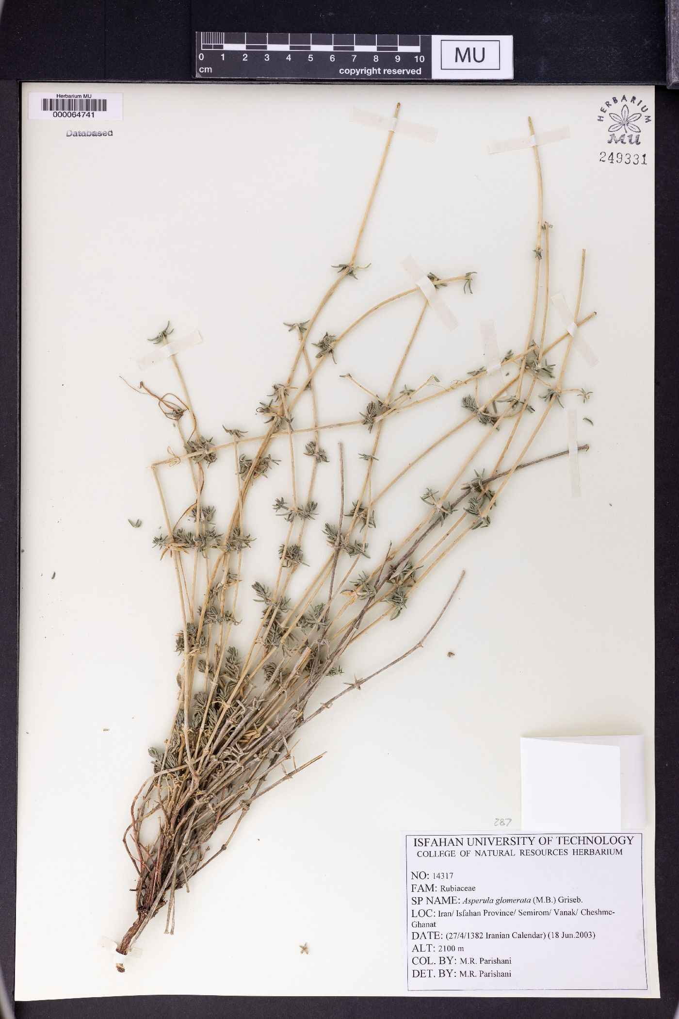 Asperula glomerata image