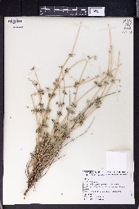 Image of Asperula glomerata