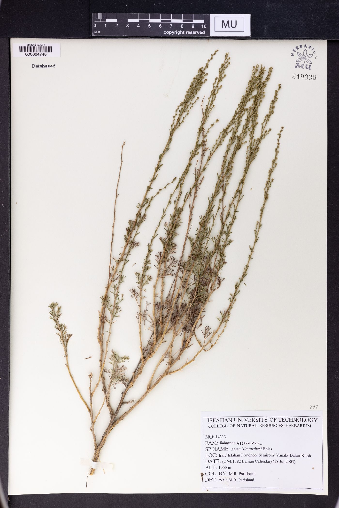 Artemisia aucheri image