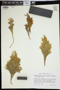 Dendrolycopodium hickeyi image