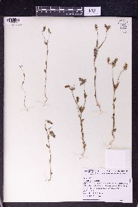 Campanula reuteriana image