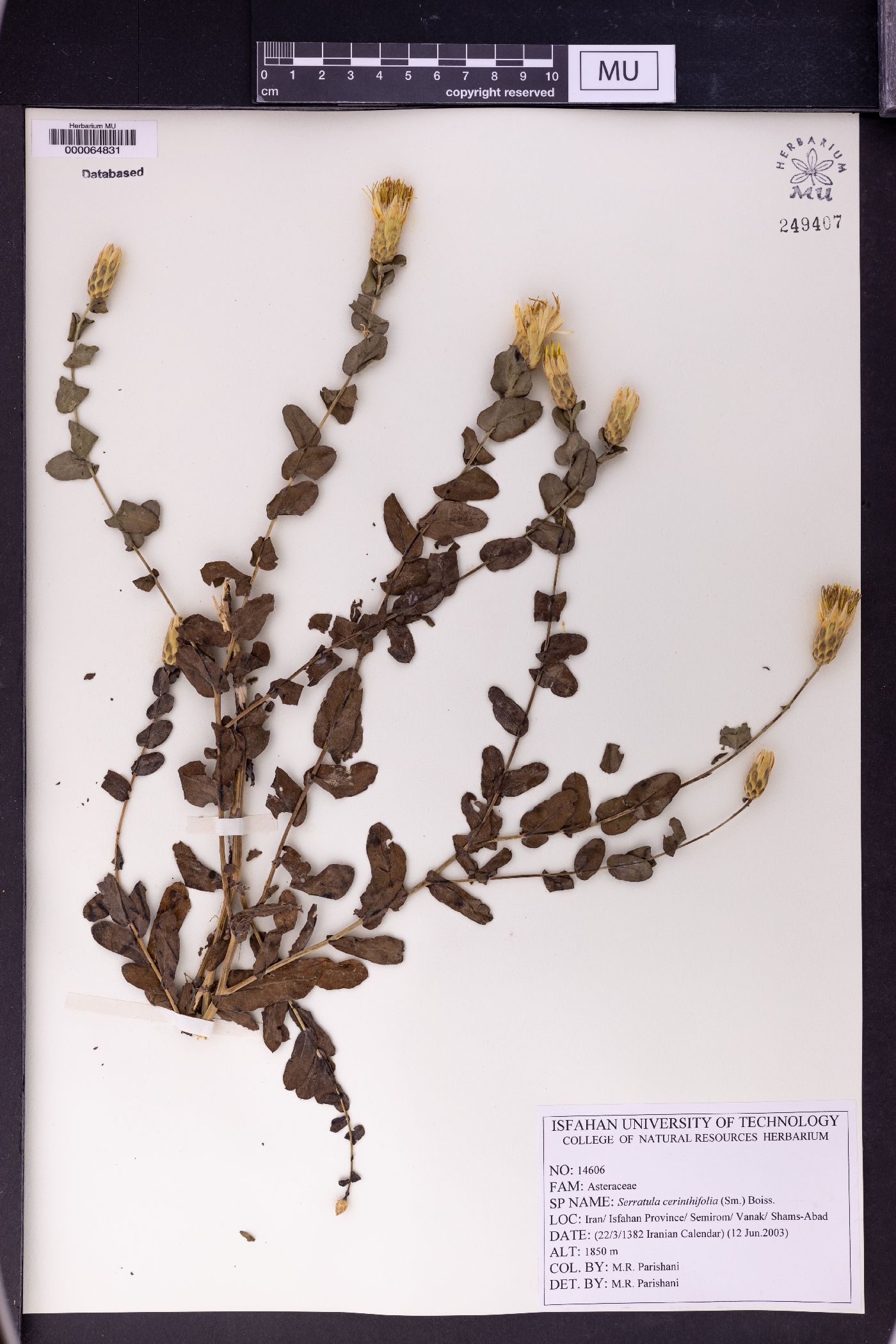 Serratula cerinthifolia image