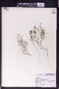 Galium setaceum image