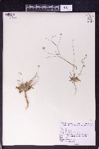 Lomelosia olivieri image