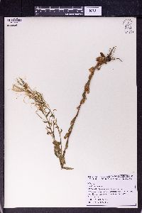 Image of Epilobium minutiflorum