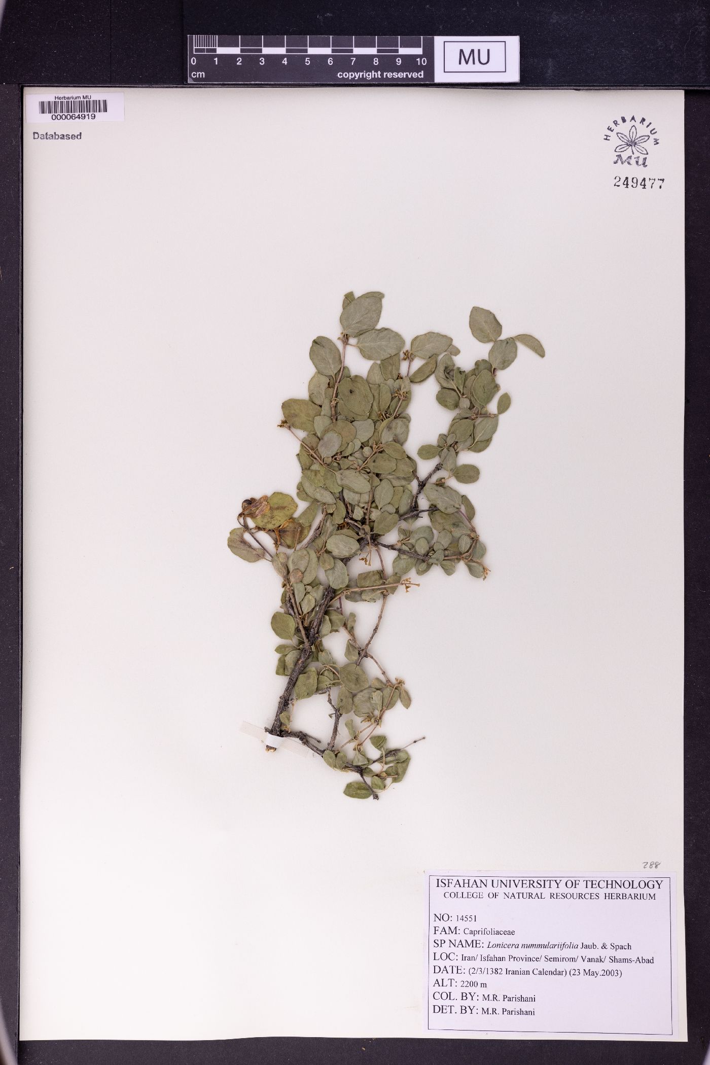 Lonicera nummulariifolia image