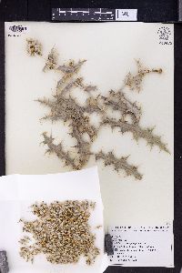 Echinops cephalotes image