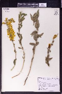 Image of Linaria grandiflora