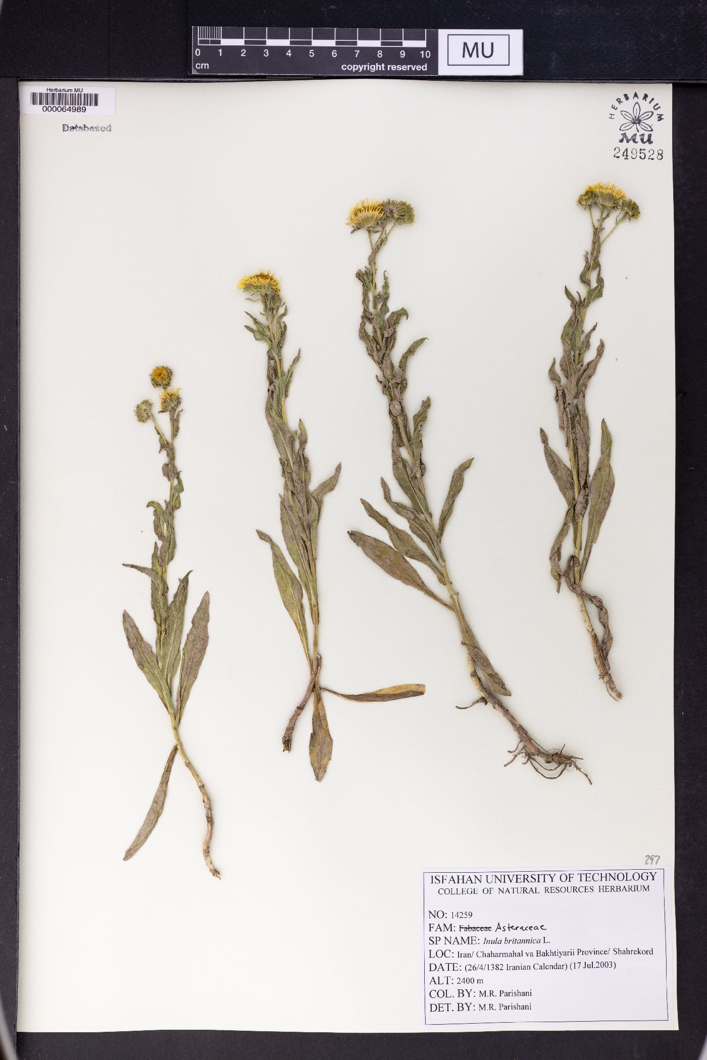 Inula brittanica image