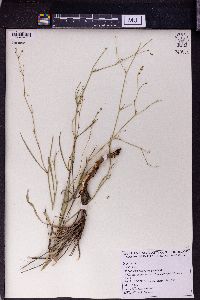 Bupleurum gerardii image