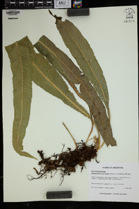 Campyloneurum major image