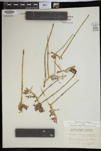 Lycopodium adpressum image