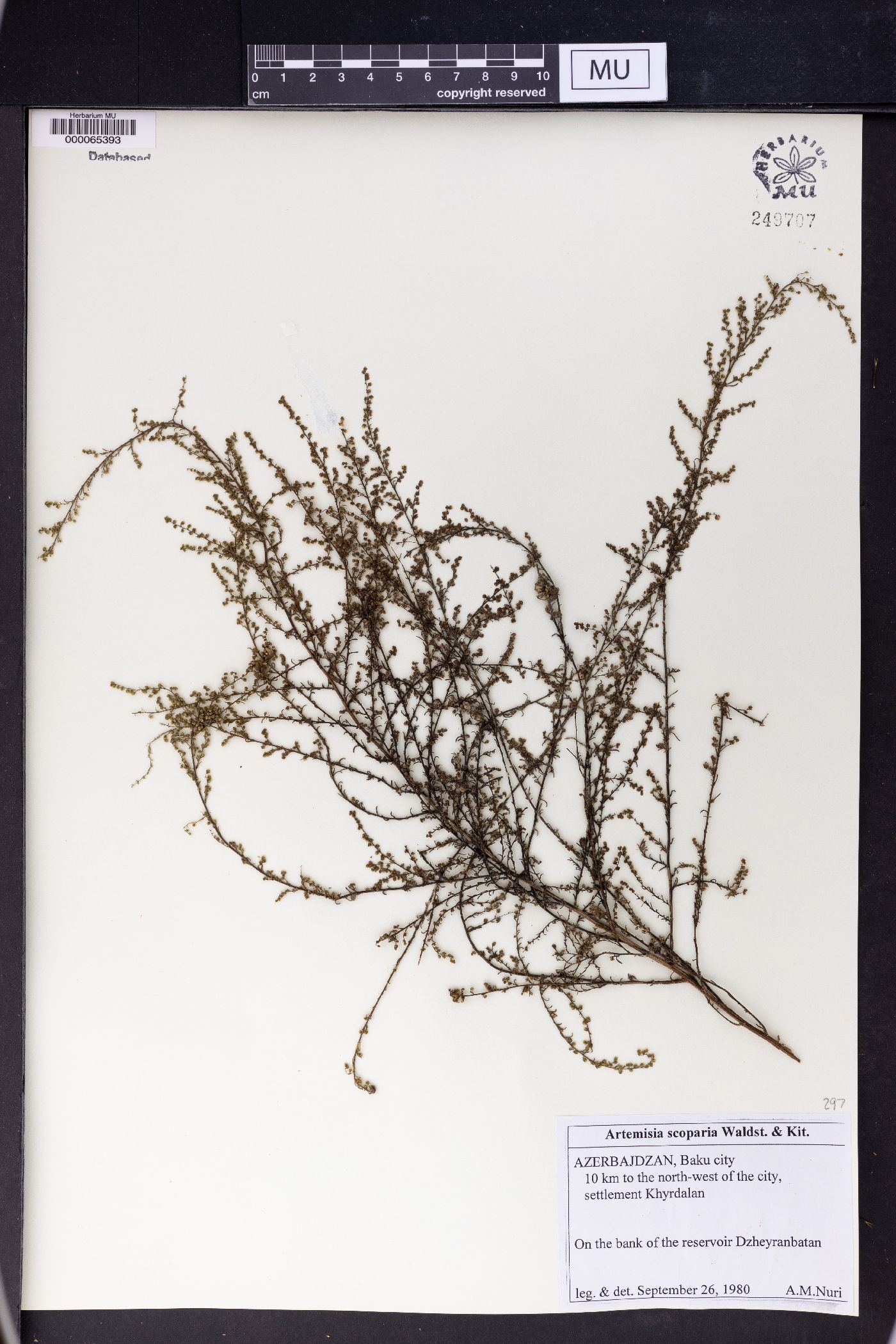 Artemisia scoparia image